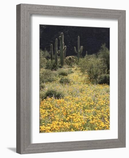 Organ Pipe Cactus Nm, California Poppy and Saguaro in the Ajo Mts-Christopher Talbot Frank-Framed Photographic Print