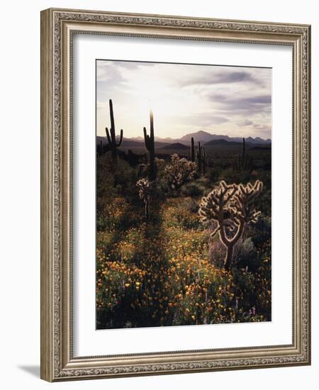 Organ Pipe Cactus Nm, California Poppy, Jumping Cholla, and Saguaro-Christopher Talbot Frank-Framed Photographic Print