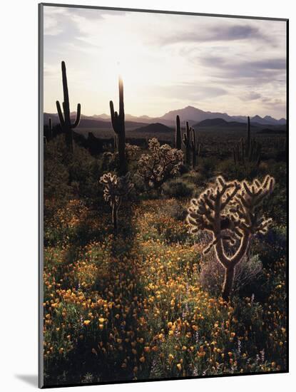 Organ Pipe Cactus Nm, California Poppy, Jumping Cholla, and Saguaro-Christopher Talbot Frank-Mounted Photographic Print