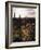 Organ Pipe Cactus Nm, California Poppy, Jumping Cholla, and Saguaro-Christopher Talbot Frank-Framed Photographic Print