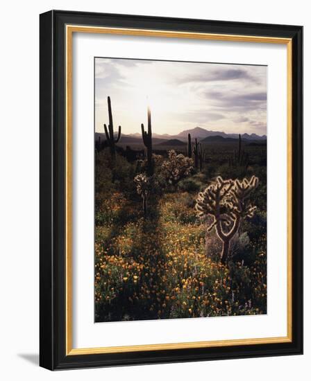 Organ Pipe Cactus Nm, California Poppy, Jumping Cholla, and Saguaro-Christopher Talbot Frank-Framed Photographic Print