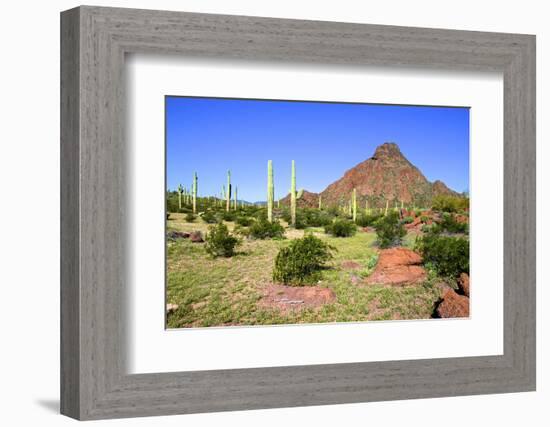 Organ Pipe Cactus NM, Puerto Planco Drive to Quitobaquito Spring-Richard Wright-Framed Photographic Print