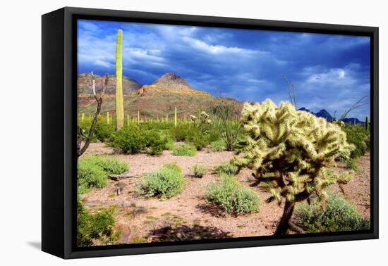 Organ Pipe Cactus NM, Saguaro and Cholla Cactus in the Ajo Mountains-Richard Wright-Framed Premier Image Canvas