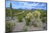 Organ Pipe Cactus NM, Saguaro and Cholla Cactus in the Ajo Mountains-Richard Wright-Mounted Photographic Print