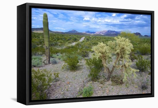 Organ Pipe Cactus NM, Saguaro and Cholla Cactus in the Ajo Mountains-Richard Wright-Framed Premier Image Canvas