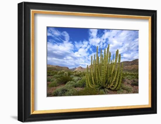 Organ Pipe Cactus NM, Saguaro and Organ Pipe Cactus to the Ajo Mts-Richard Wright-Framed Photographic Print