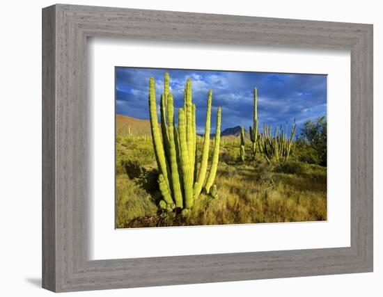 Organ Pipe Cactus NM, Saguaro and Organ Pipe Cactus to the Ajo Mts-Richard Wright-Framed Photographic Print