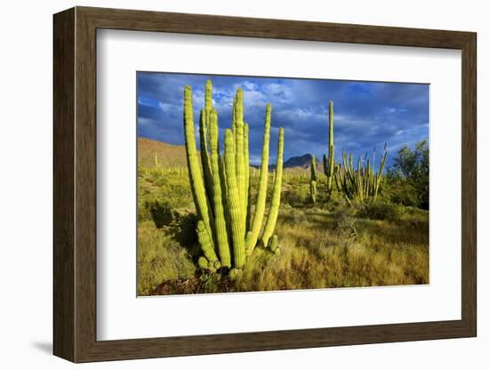 Organ Pipe Cactus NM, Saguaro and Organ Pipe Cactus to the Ajo Mts-Richard Wright-Framed Photographic Print