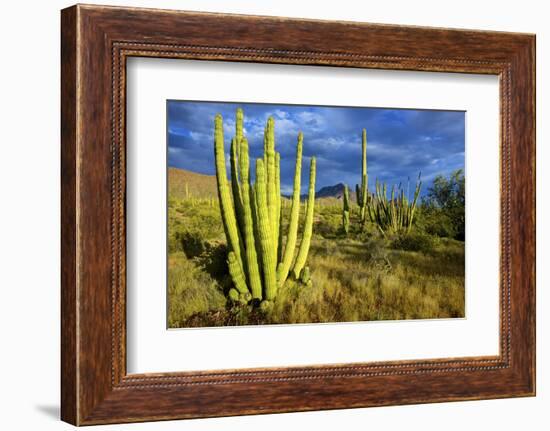 Organ Pipe Cactus NM, Saguaro and Organ Pipe Cactus to the Ajo Mts-Richard Wright-Framed Photographic Print