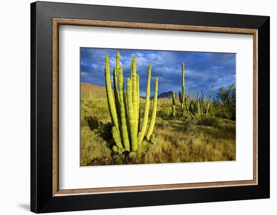 Organ Pipe Cactus NM, Saguaro and Organ Pipe Cactus to the Ajo Mts-Richard Wright-Framed Photographic Print