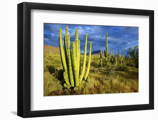 Organ Pipe Cactus NM, Saguaro and Organ Pipe Cactus to the Ajo Mts-Richard Wright-Framed Photographic Print