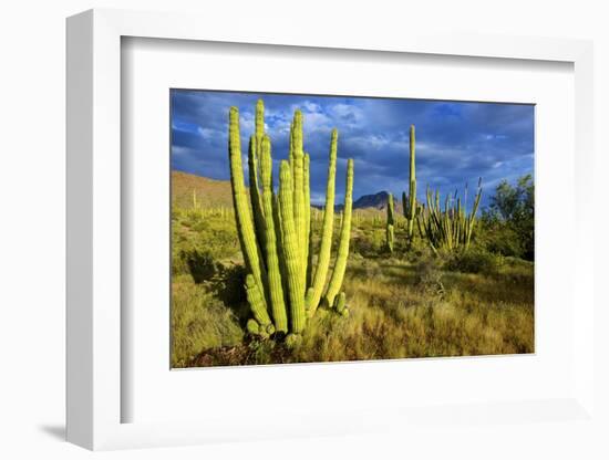 Organ Pipe Cactus NM, Saguaro and Organ Pipe Cactus to the Ajo Mts-Richard Wright-Framed Photographic Print