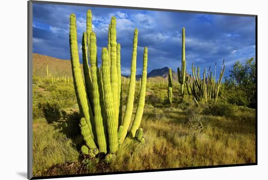 Organ Pipe Cactus NM, Saguaro and Organ Pipe Cactus to the Ajo Mts-Richard Wright-Mounted Photographic Print