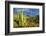 Organ Pipe Cactus NM, Saguaro and Organ Pipe Cactus to the Ajo Mts-Richard Wright-Framed Photographic Print