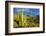 Organ Pipe Cactus NM, Saguaro and Organ Pipe Cactus to the Ajo Mts-Richard Wright-Framed Photographic Print