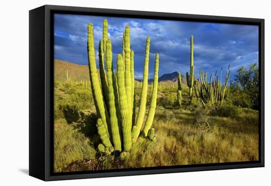 Organ Pipe Cactus NM, Saguaro and Organ Pipe Cactus to the Ajo Mts-Richard Wright-Framed Premier Image Canvas