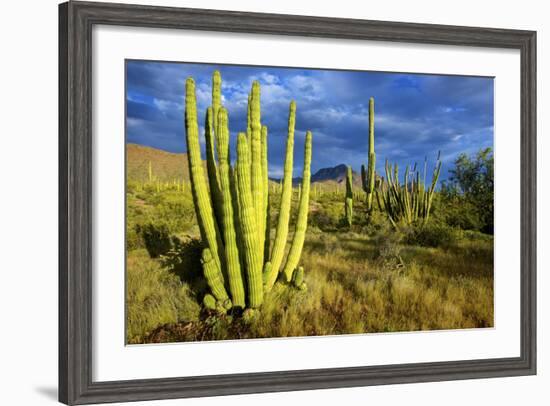 Organ Pipe Cactus NM, Saguaro and Organ Pipe Cactus to the Ajo Mts-Richard Wright-Framed Photographic Print