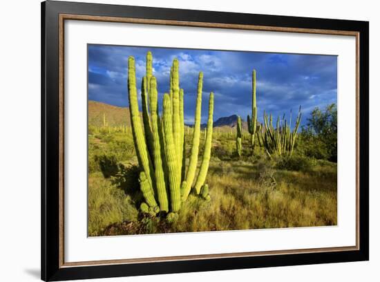 Organ Pipe Cactus NM, Saguaro and Organ Pipe Cactus to the Ajo Mts-Richard Wright-Framed Photographic Print