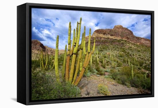 Organ Pipe Cactus NM, Saguaro and Organ Pipe Cactus to the Ajo Mts-Richard Wright-Framed Premier Image Canvas