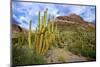 Organ Pipe Cactus NM, Saguaro and Organ Pipe Cactus to the Ajo Mts-Richard Wright-Mounted Photographic Print