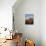 Organ Pipe Cactus Nm, Saguaro Cacti in the Ajo Mountains-Christopher Talbot Frank-Photographic Print displayed on a wall