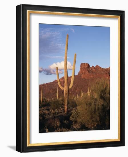 Organ Pipe Cactus Nm, Saguaro Cacti in the Ajo Mountains-Christopher Talbot Frank-Framed Photographic Print