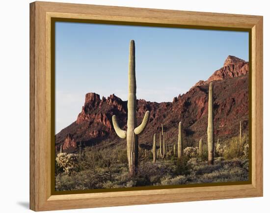 Organ Pipe Cactus Nm, Saguaro Cacti in the Ajo Mountains-Christopher Talbot Frank-Framed Premier Image Canvas