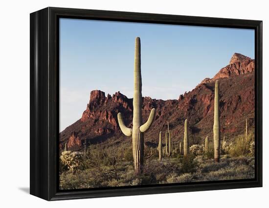 Organ Pipe Cactus Nm, Saguaro Cacti in the Ajo Mountains-Christopher Talbot Frank-Framed Premier Image Canvas