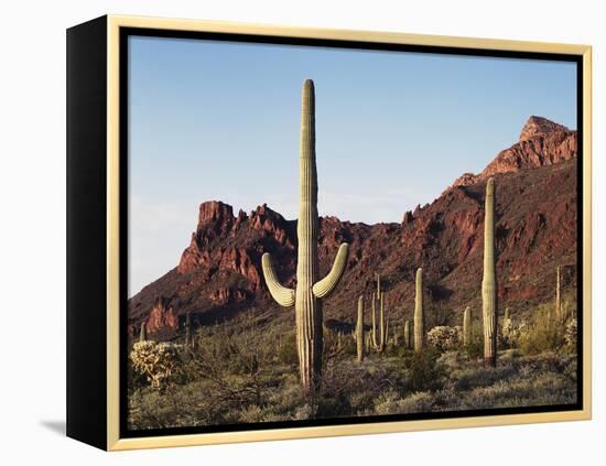 Organ Pipe Cactus Nm, Saguaro Cacti in the Ajo Mountains-Christopher Talbot Frank-Framed Premier Image Canvas