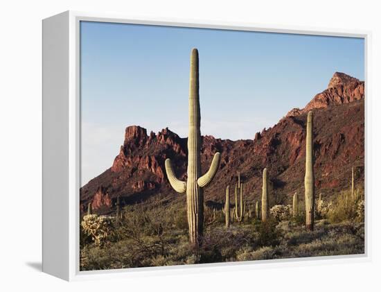 Organ Pipe Cactus Nm, Saguaro Cacti in the Ajo Mountains-Christopher Talbot Frank-Framed Premier Image Canvas