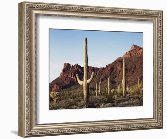 Organ Pipe Cactus Nm, Saguaro Cacti in the Ajo Mountains-Christopher Talbot Frank-Framed Photographic Print