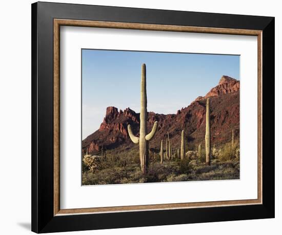 Organ Pipe Cactus Nm, Saguaro Cacti in the Ajo Mountains-Christopher Talbot Frank-Framed Photographic Print