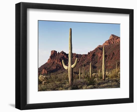 Organ Pipe Cactus Nm, Saguaro Cacti in the Ajo Mountains-Christopher Talbot Frank-Framed Photographic Print