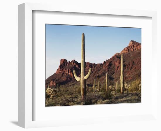 Organ Pipe Cactus Nm, Saguaro Cacti in the Ajo Mountains-Christopher Talbot Frank-Framed Photographic Print