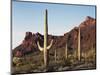 Organ Pipe Cactus Nm, Saguaro Cacti in the Ajo Mountains-Christopher Talbot Frank-Mounted Photographic Print