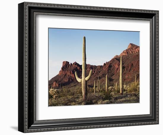 Organ Pipe Cactus Nm, Saguaro Cacti in the Ajo Mountains-Christopher Talbot Frank-Framed Photographic Print