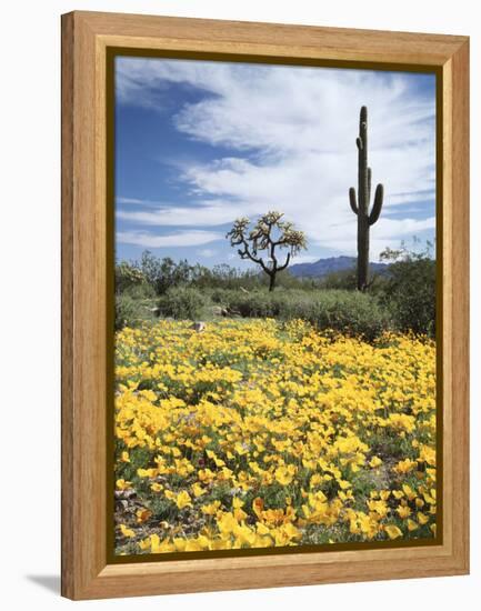 Organ Pipe Cactus Nm, Saguaro Cactus and Desert Wildflowers-Christopher Talbot Frank-Framed Premier Image Canvas