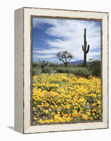 Organ Pipe Cactus Nm, Saguaro Cactus and Desert Wildflowers-Christopher Talbot Frank-Framed Premier Image Canvas