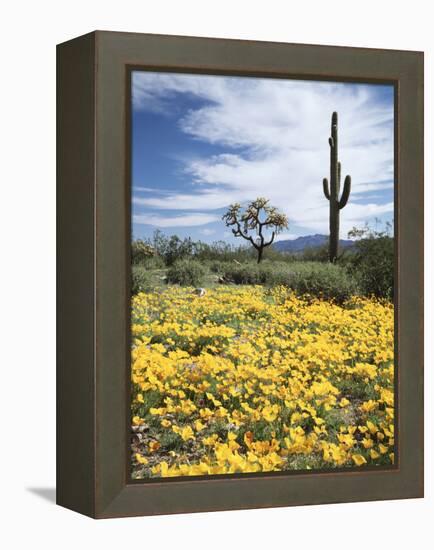 Organ Pipe Cactus Nm, Saguaro Cactus and Desert Wildflowers-Christopher Talbot Frank-Framed Premier Image Canvas