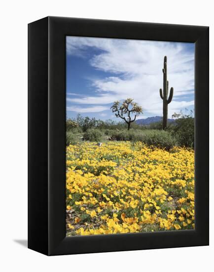 Organ Pipe Cactus Nm, Saguaro Cactus and Desert Wildflowers-Christopher Talbot Frank-Framed Premier Image Canvas