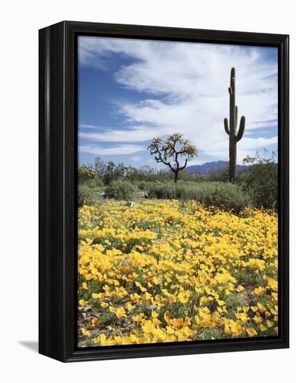 Organ Pipe Cactus Nm, Saguaro Cactus and Desert Wildflowers-Christopher Talbot Frank-Framed Premier Image Canvas