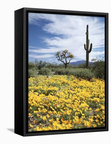 Organ Pipe Cactus Nm, Saguaro Cactus and Desert Wildflowers-Christopher Talbot Frank-Framed Premier Image Canvas