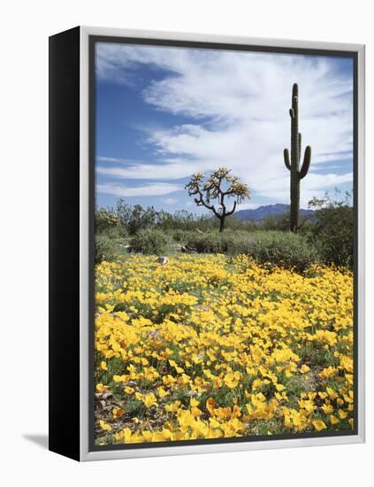 Organ Pipe Cactus Nm, Saguaro Cactus and Desert Wildflowers-Christopher Talbot Frank-Framed Premier Image Canvas