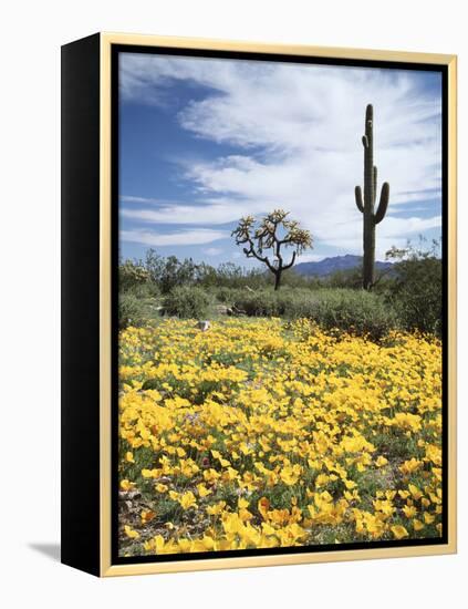 Organ Pipe Cactus Nm, Saguaro Cactus and Desert Wildflowers-Christopher Talbot Frank-Framed Premier Image Canvas