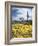 Organ Pipe Cactus Nm, Saguaro Cactus and Desert Wildflowers-Christopher Talbot Frank-Framed Photographic Print