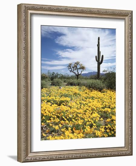 Organ Pipe Cactus Nm, Saguaro Cactus and Desert Wildflowers-Christopher Talbot Frank-Framed Photographic Print