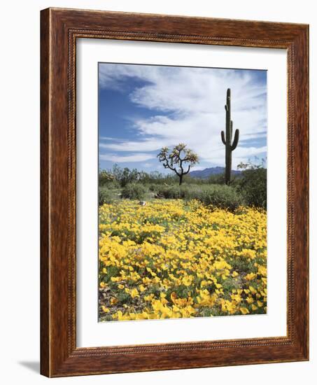 Organ Pipe Cactus Nm, Saguaro Cactus and Desert Wildflowers-Christopher Talbot Frank-Framed Photographic Print