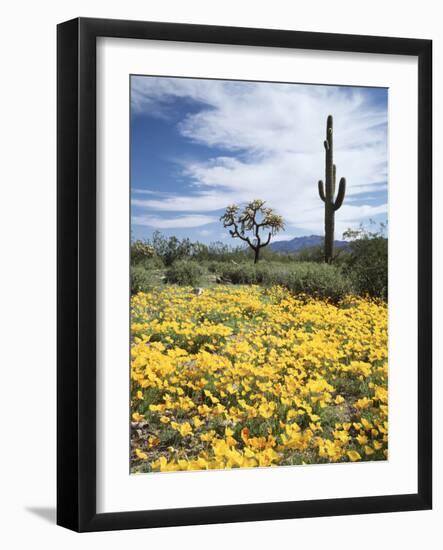 Organ Pipe Cactus Nm, Saguaro Cactus and Desert Wildflowers-Christopher Talbot Frank-Framed Photographic Print