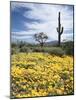 Organ Pipe Cactus Nm, Saguaro Cactus and Desert Wildflowers-Christopher Talbot Frank-Mounted Photographic Print