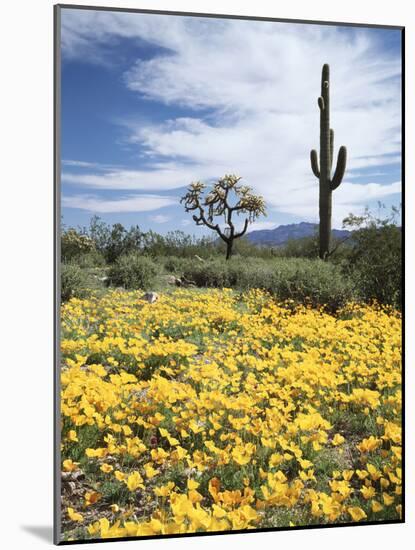 Organ Pipe Cactus Nm, Saguaro Cactus and Desert Wildflowers-Christopher Talbot Frank-Mounted Photographic Print